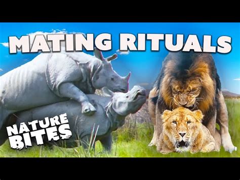 animals mating|Love in the Wild: Animal Mating Rituals 